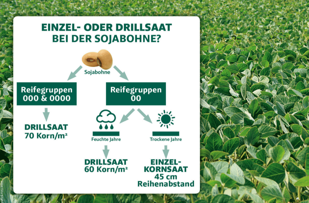Hochwertiges Sojasaatgut kaufen - Ertragreich & gesund