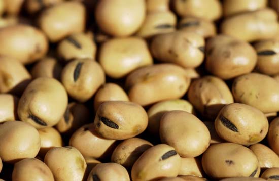 weiße riesenbohnen saatgut Suntat Weiße Riesenbohnen 800 g – von Suntat main image 1