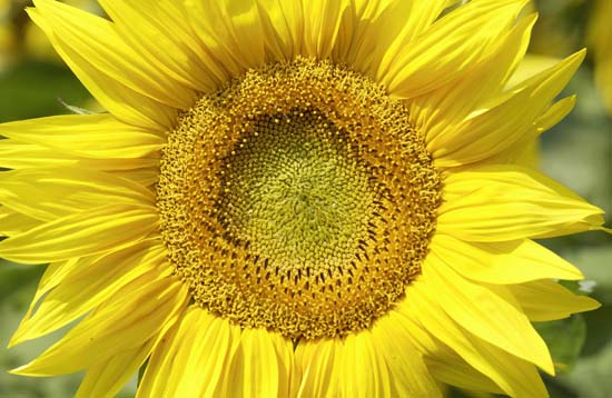 Hochwertiges Sonnenblumen-Saatgut kaufen - Ertragreich & standfest