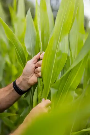 Mais während der Blütephase, Hände, Nahaufnahme