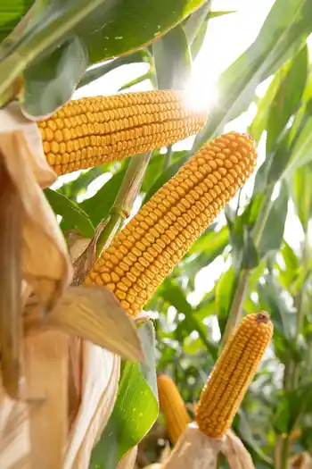 Maiskolben, Nahaufnahme