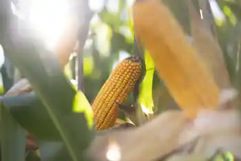 Maiskolben, Nahaufnahme