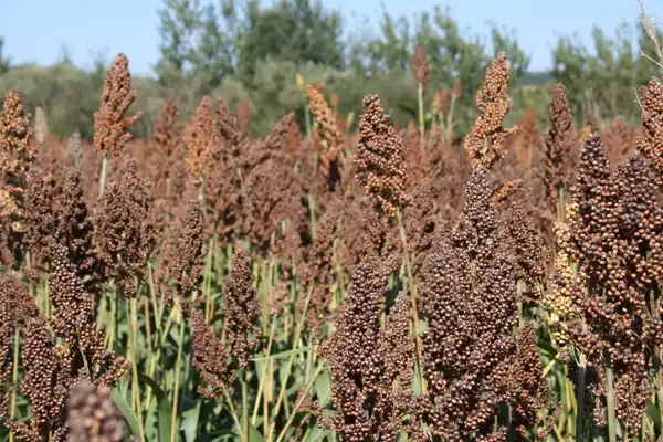 Feld mit Körnersorghum rot, blauer Himmel & Bäume im Hintergrund, Totale