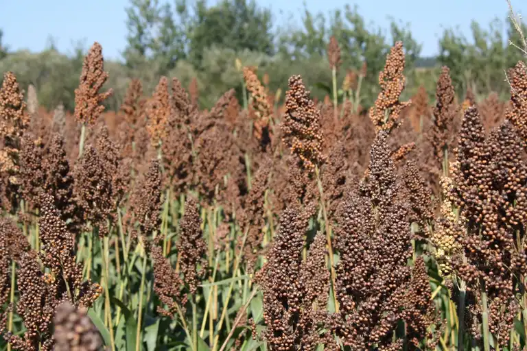 Feld mit Körnersorghum rot, blauer Himmel & Bäume im Hintergrund, Totale