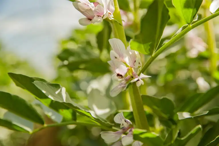 Winterackerbohne, buntblühend, Nahaufnahme