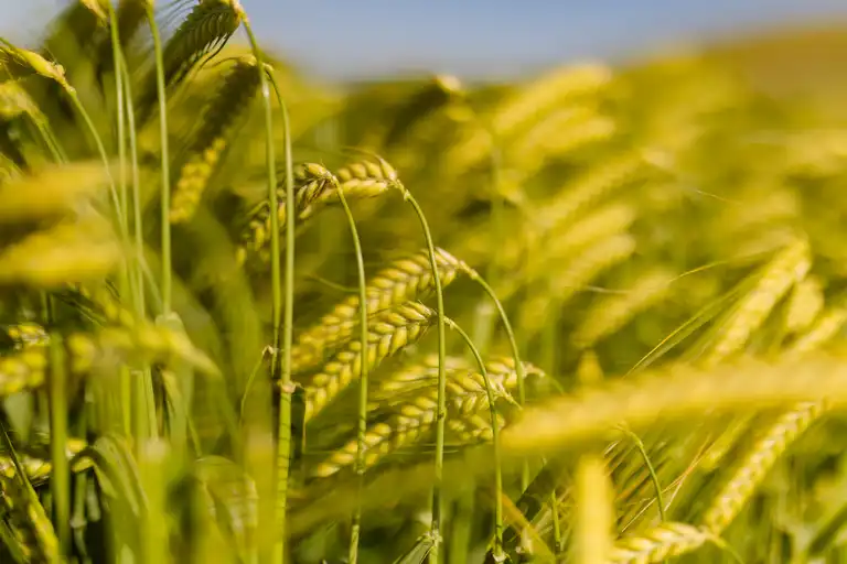 zweizeilige Wintergerste, Halbnahaufnahme, reife Ähren, blauer Himmel im Hintergrund