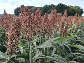 Feld mit Körnersorghum rot, blauer Himmel & Bäume im Hintergrund, Totale