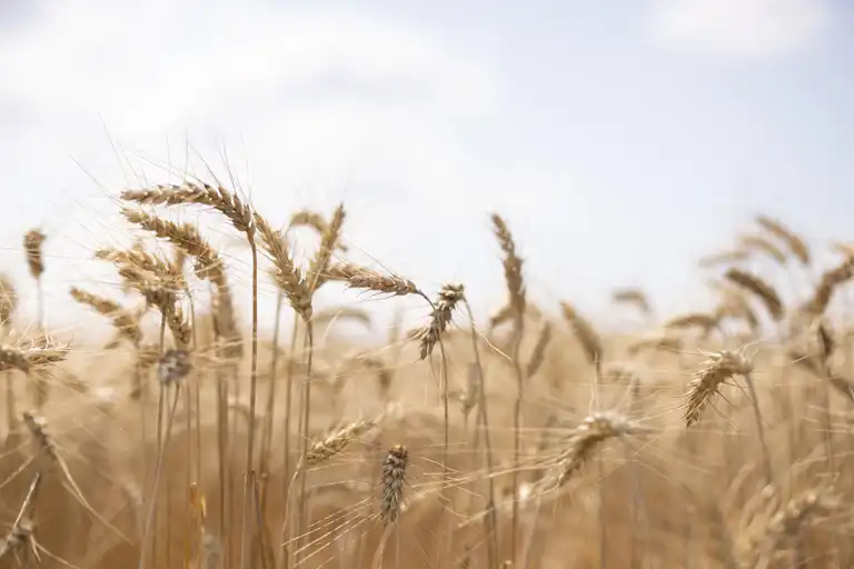 Grannenweizen, Getreidefeld, reife Ähren, Halbfrontale, Himmel im Hintergrund