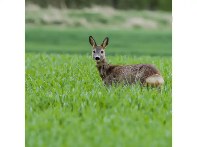 Wild im Feld, Halbotale