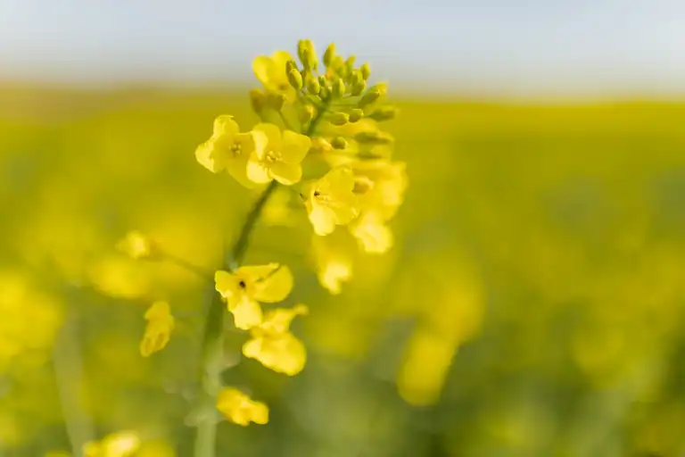 Rapsblüte, Nahaufnahme