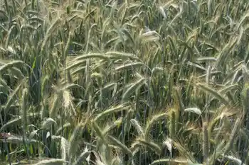 Winterroggen, Halbnahaufnahme, grüne Ähren