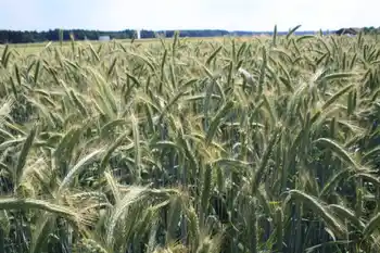 Winterroggen, Halbfrontale, grüne Ähren, Baumreihe und Himmel im Hintergrund