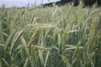Winterroggen, Halbfrontale, grüne Ähren, Baumreihe und Himmel im Hintergrund