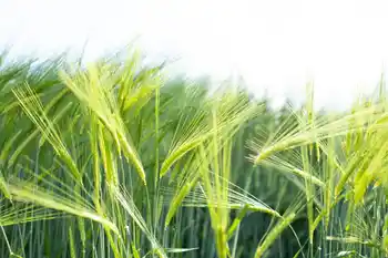 zweizeilige Wintergerste, Halbnahaufnahme, grüne Ähren, Halbnahaufnahme