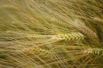 Gerste, mehrzeilig, schöne volle Ähren, Nahaufnahme, reife Ähren