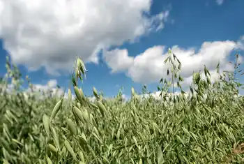 Feld mit Winterhafer, blauer Himmel im Hintergrund, Nahaufnahme