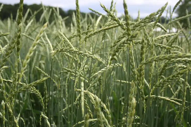 Wick-Triticale-Gemenge | DIE SAAT