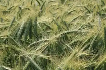 Wintertriticale, Halbnahaufnahme, voll Ähren