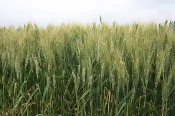 Qualitätsweizen, Grannenweizen, Halbfrontale, Grüne Ähren, Himmel im Hintergrund