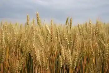 Qualitätsweizen, Grannenweizen, Halbfrontale, reife Ähren, bedeckter Himmel im Hintergrund