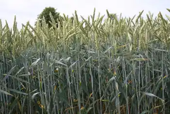 Mahlweizen, Kolbenweizen, Halbfrontale, Himmel und Baum im Hintergrund