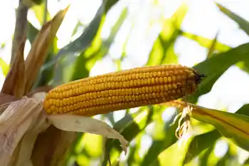 Maiskolben, Nahaufnahme