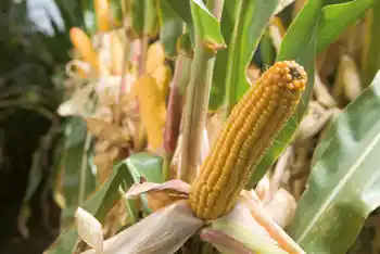 Maiskolben, Nahaufnahme