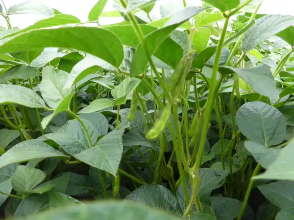 Sojabohnen in der Jugend mit Schoten, Nahaufnahme