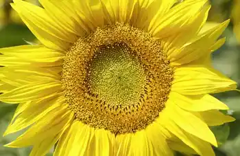 Sonnenblume, Nahaufnahme