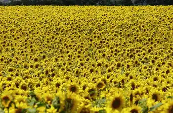 Sonnenblumen-Feld, Totale