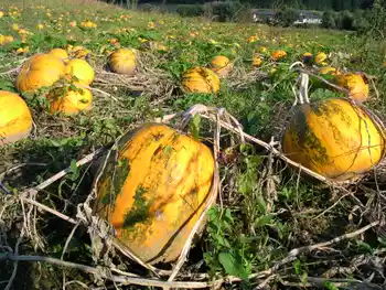 Feld mit Ölkürbis, Halbtotale