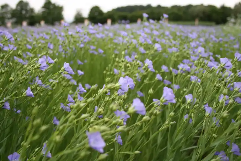 Öllein-Feld mit Bäumen im Hintergrund, Totale