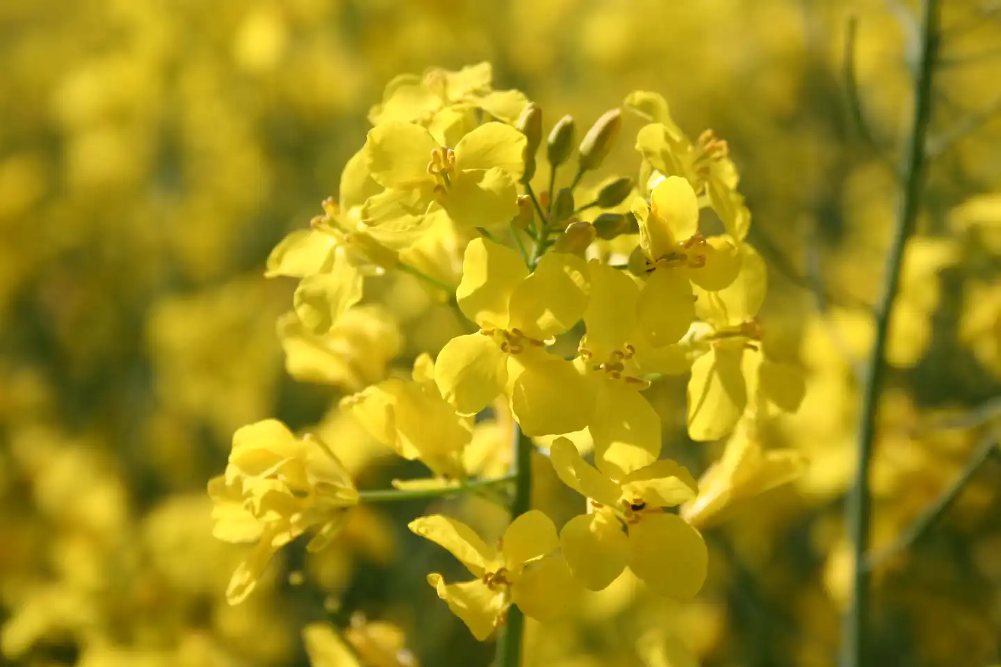 Rapsblüte, Nahaufnahme