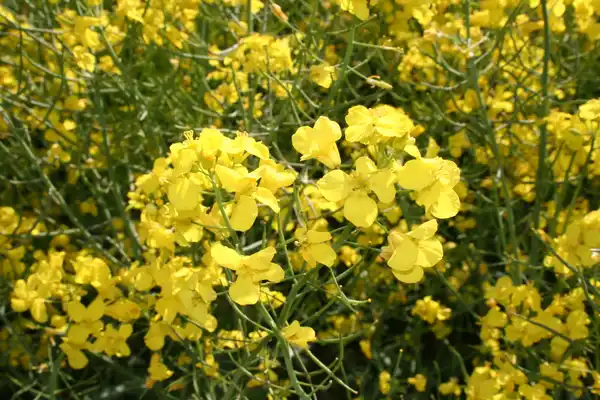 Rapsblüte, Nahaufnahme