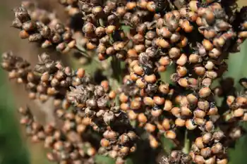Körnersorghum rot, Detailaufnahme