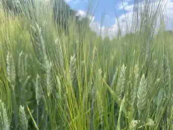 Winterdurum-Ähren, Nahaufnahme