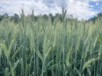 Winterweizen, Sorte Axaro, Halbfrontale, grüne Ähren, Baumreihe und Himmel mit Wolken im Hintergrund