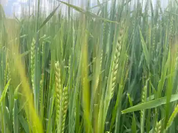 Sommerfuttergerste Elena, Ähre, Nahaufnahme, zweizeilig