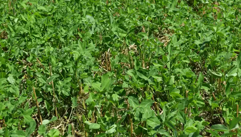 Kleeuntersaat, Nahaufnahme