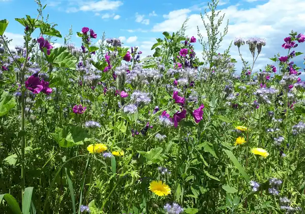 Biodiversitätsmischung BlütenPluss, Malve deutlich zu sehen, blauer Himmel im Hintergrund, Nahaufnahme