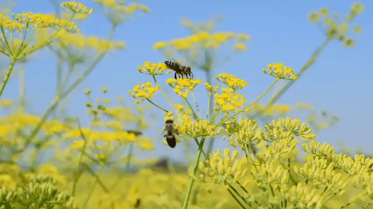 Fenchel in der Blüte mit Bienen und blauem Himmel im Hintergrund, Detailaufnahme