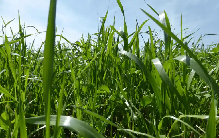 Kleegrasmischung, blauer Himmel im Hintergrund, Nahaufnahme