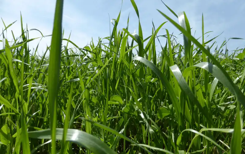 Kleegrasmischung ST6-B  WiesenGrn | DIE SAAT