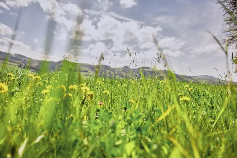 Dauerwiesenmischung, grauer Himmel und Berge im Hintergrund, Totale