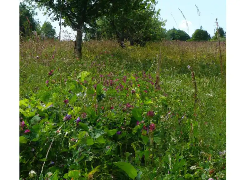 Zwischenfrucht-Bestand, Bäume und blauer Himmel im Hintergrund, Totale