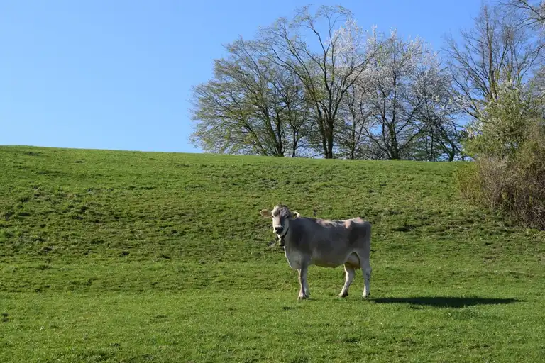 Grünland mit Dauerweidemischung, Rind im Vordergrund, blauer Himmel und Bäume im Hintergrund, Totale