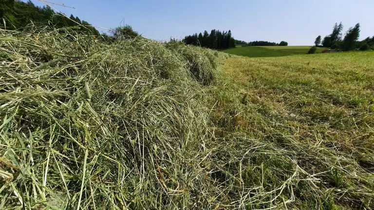 Heuwiese, direkt nach der Mahd aufgenommen, Hügel, Wald und blauer Himmel im Hintergrund, Totale
