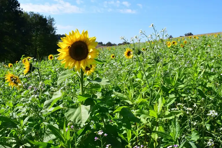 Begrünungsmischung HumusPluss mit Wald und blauem Himmel im Hintergrund, Sonnenblume im Vordergrund, Totale