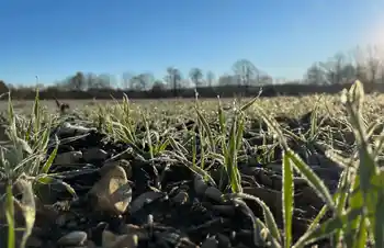 Winterweizen, Sorte Ernestos, Aufgang von Pflanzen, Baureihe und Himmel im Hintergrund, Steine zwischen den Pflanzen, Plattgrün mit Frost