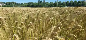 Mehrzeilige Gerste, Nahaufnahme, vollgefüllte Ähre, Sorte SU Jule, Feld im Vordergrund, Baumreihe und blauer Himmel im Hintergrund